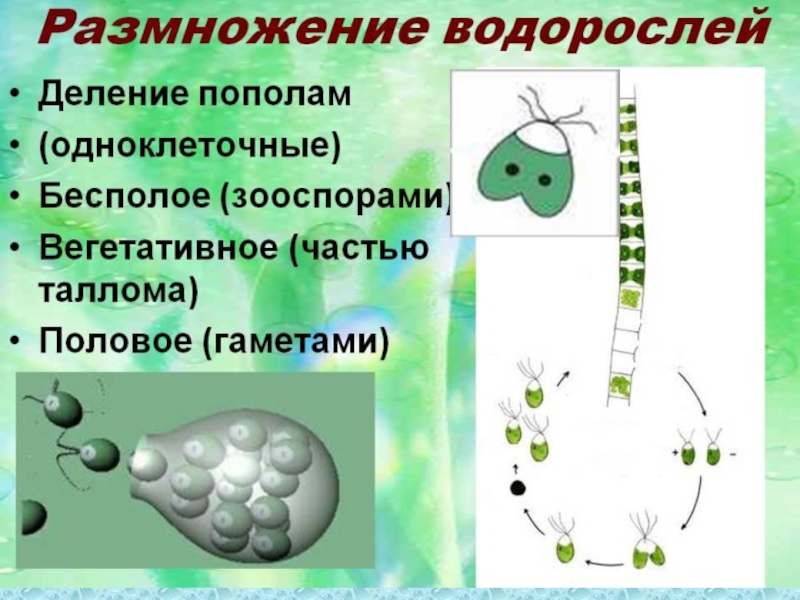 Размножение водорослей 6. Размножение водорослей 6 класс биология. Размножение водорослей 7 класс биология. Схема размножения зеленых водорослей. Размножение водорослей 5 класс биология.