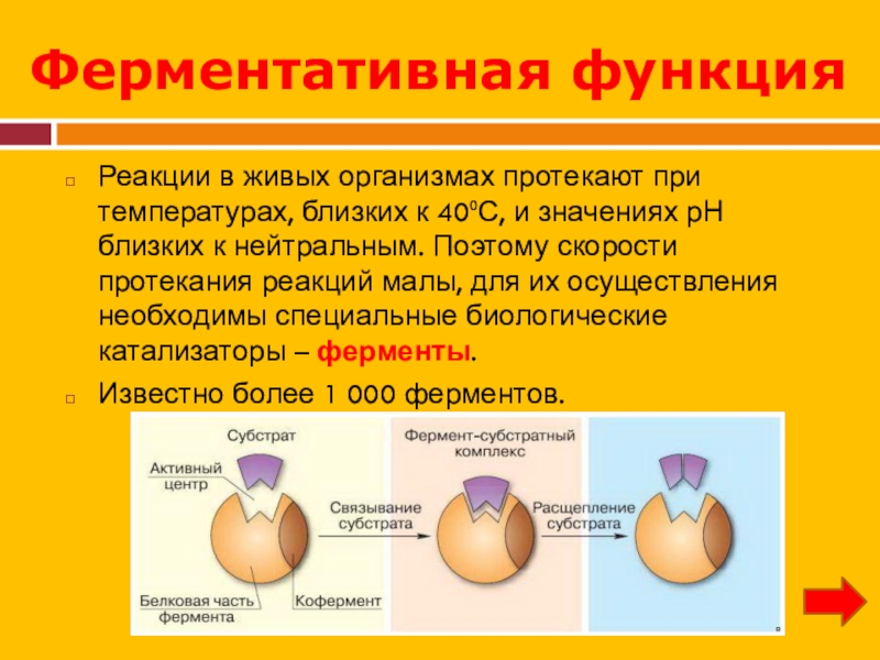 В организме протекающего в. Ферментативная функция белков. Ферментативные реакции организма. Химические реакции протекающие в организме. Фермениатмвная функия.