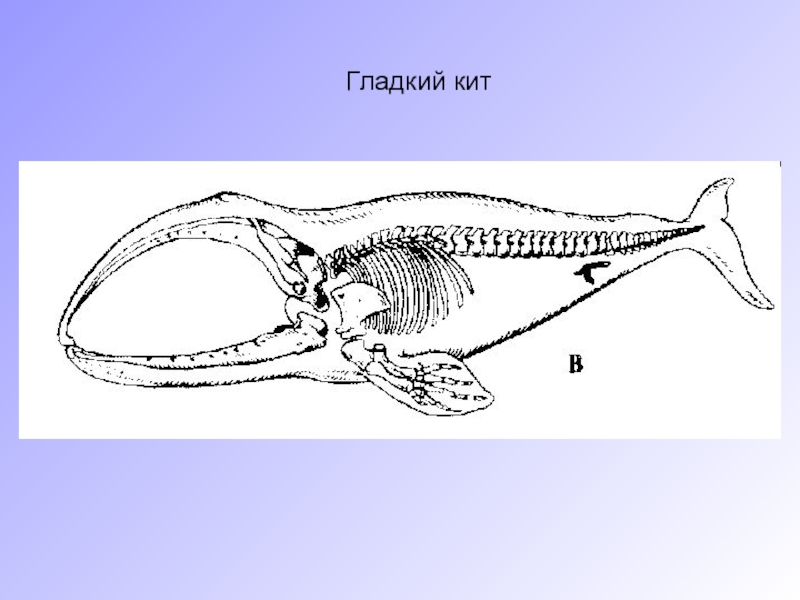 Эволюция китообразных палеонтологические доказательства. Переходная форма китообразных. Переходные формы кита. Палеонтологический ряд кита. Китообразные парнокопытные