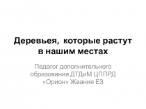 Презентация Деревья Оренбургского края
