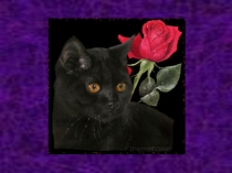 Презентация для защиты научно-практической работы по английскому языку на тему: Приметы и суеверия