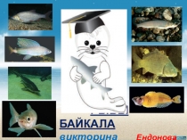 Презентация викторина Рыбы Байкала по биологии