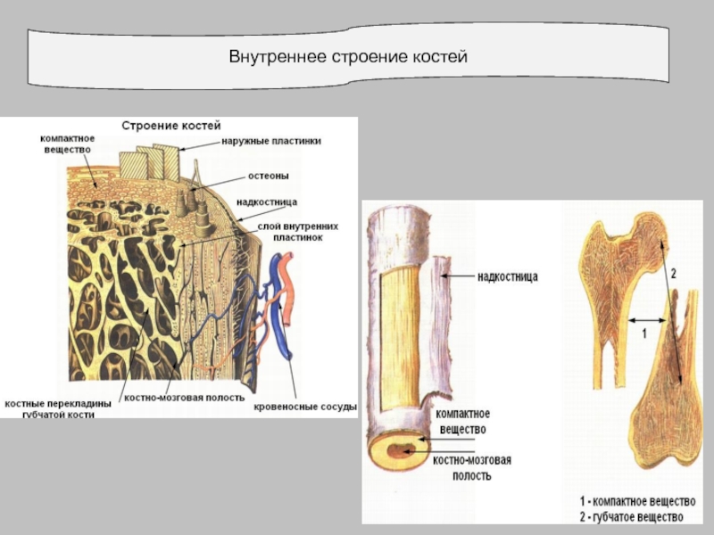 Строение костей презентация