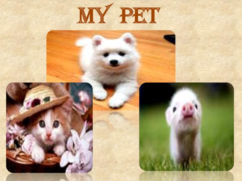 Проект my pet 2 класс по английскому языку