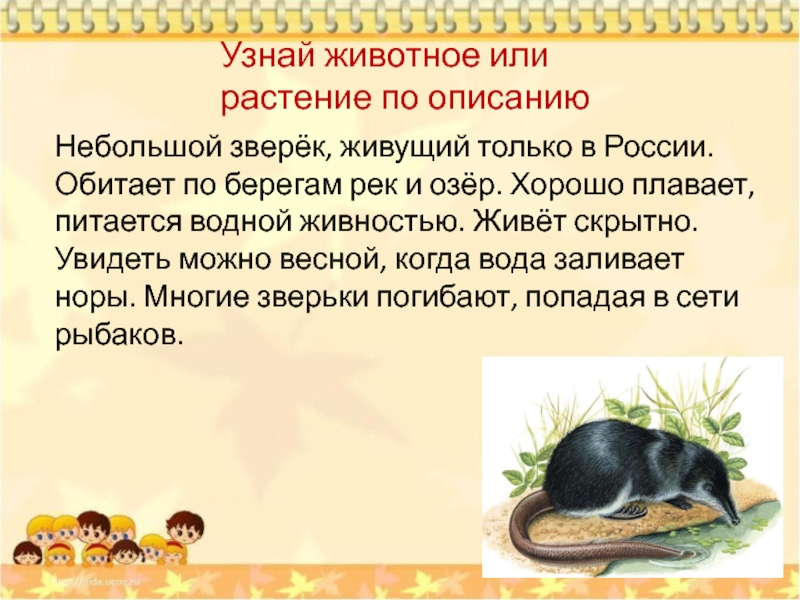 Этот маленький зверек живет в лесу. Небольшой зверёк живущий только в России. Маленький зверек обитающий в озере. Зверёк живущий в озере. Маленькие зверьки живущие.