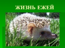 Презентация о жизни ежей