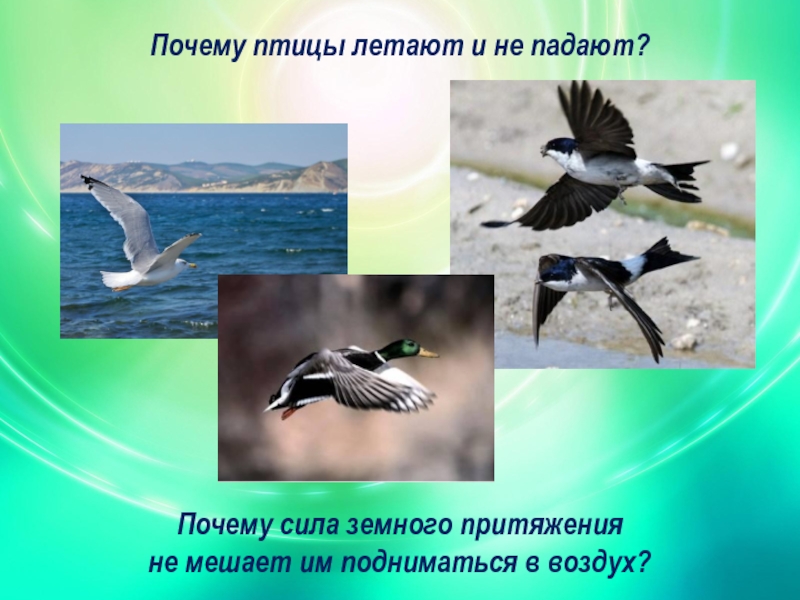 Почему птица не падает во сне. Почему птицы летают. Доклад почему птицы летают. Почему птицы летают и не падают. Почему птицы не летают.