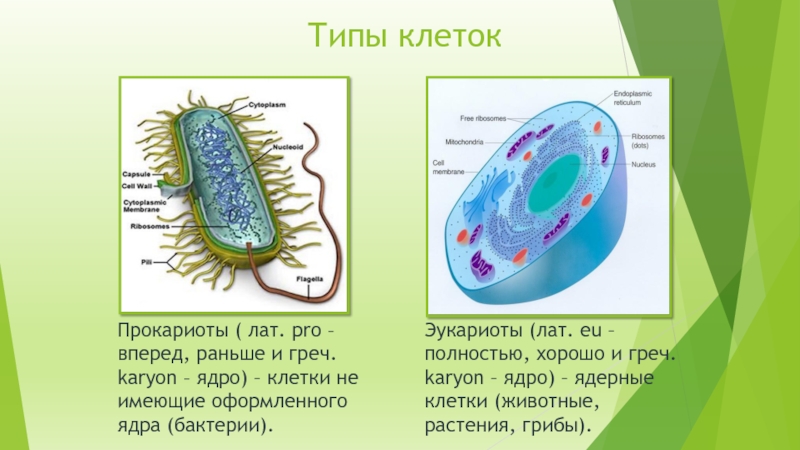 Организмы не имеющие оформленного ядра. Виды клеток Прокариотическая и эукариотическая. Типы организации клеток Прокариотическая клетка. Тип прокариотической клетки. Типы клеток эукариотическая и Прокариотическая.