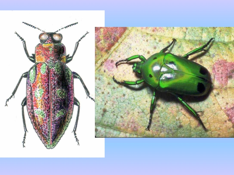 Школа 1 жуков. Разноцветные жуки изо. Разноцветные жуки изо 1 класс. Урок изо в 1 классе разноцветные жуки. Разноцветные жуки урок.