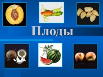 Презентация по теме: Плоды для СПО