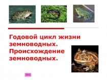 Презентация к уроку биологии в 7 классе по теме: Годовой цикл жизни земноводных. Происхождение земноводных.