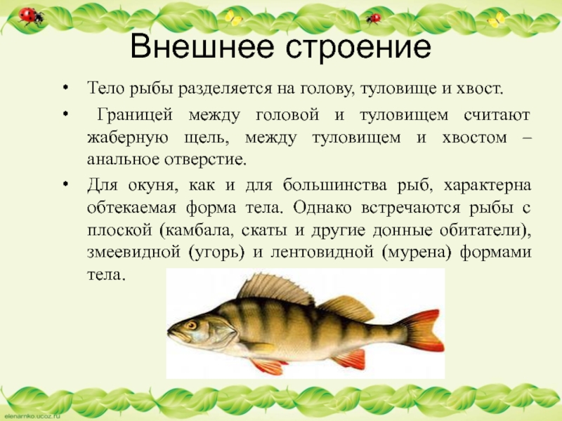 Голова и туловище рыб. Тело рыбы. Назовите строение частей тела рыбы Судак. Тело рыбы состоит из головы туловища и хвоста. Граница между головой и туловищем у рыб.