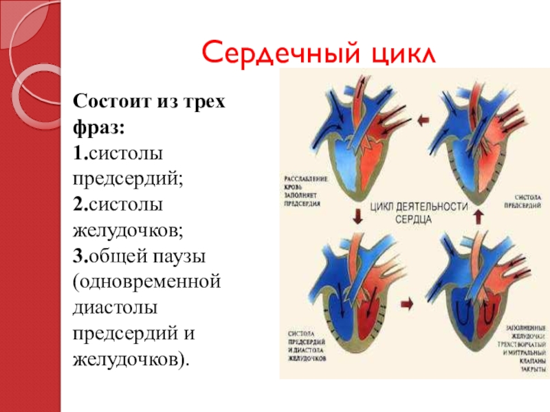 Систола левого предсердия. Систолы желудочков сердечного цикла. Сердечный цикл биофизика. Систола и диастола клапаны. Систола предсердий систола желудочков.