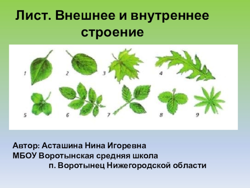 Внешнее и внутреннее строение листьев 6 класс. Презентация по теме лист. Лист его внешнее и внутреннее строение презентация. Лист биология 6 класс. Класс листа.