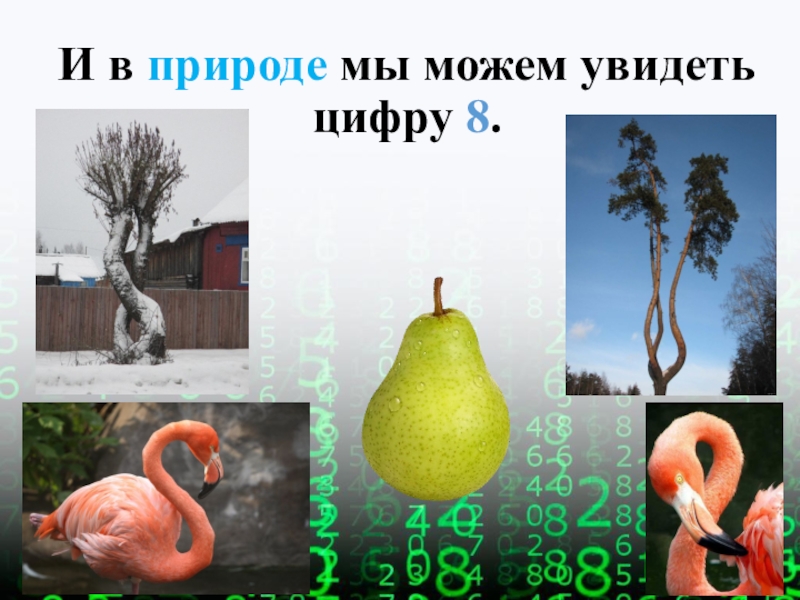 Увидеть цифру 1. Цифра 8 в природе. Где можно увидеть цифру 8. Картинки где можно увидеть цифру 1. Где можно увидеть цифру 23 в природе.