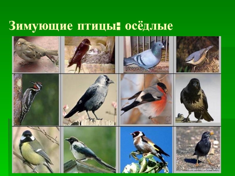 Птицы видеоурок. Птицы в окружающем мире 1 класс. Птичка номер. Как видят птицы окружающий мир.