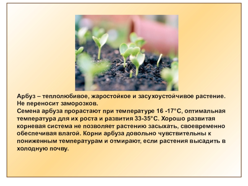 Теплолюбивые растения. Арбуз – теплолюбивое, жаростойкое и засухоустойчивое растение.. Теплолюбивые растения с описанием. Семена теплолюбивых растений. Теплолюбивые растения доклад.