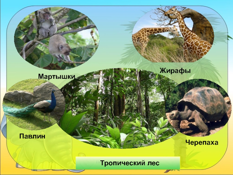 Презентация жизнь в тропическом поясе 5 класс летягин