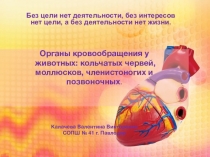 Презентация. Анализ урока по теме: Органы кровообращения у животных