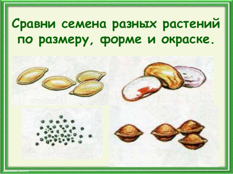 Овощи и их семена картинки для детей