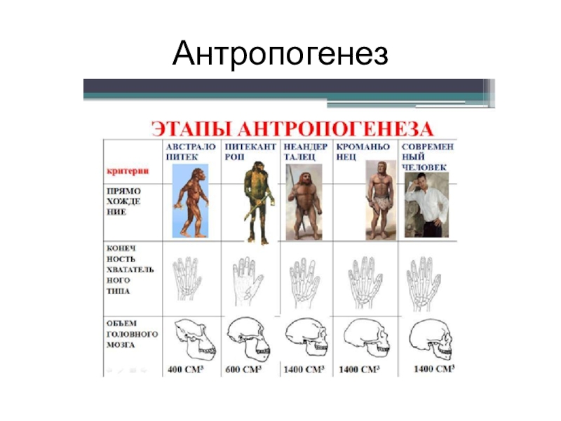 Антропогенез это. Этапы антропогенеза схема. Этапы антропогенеза 9 класс биология. Этапы антропогенеза 10 класс Пономарева. Синантроп стадия антропогенеза.