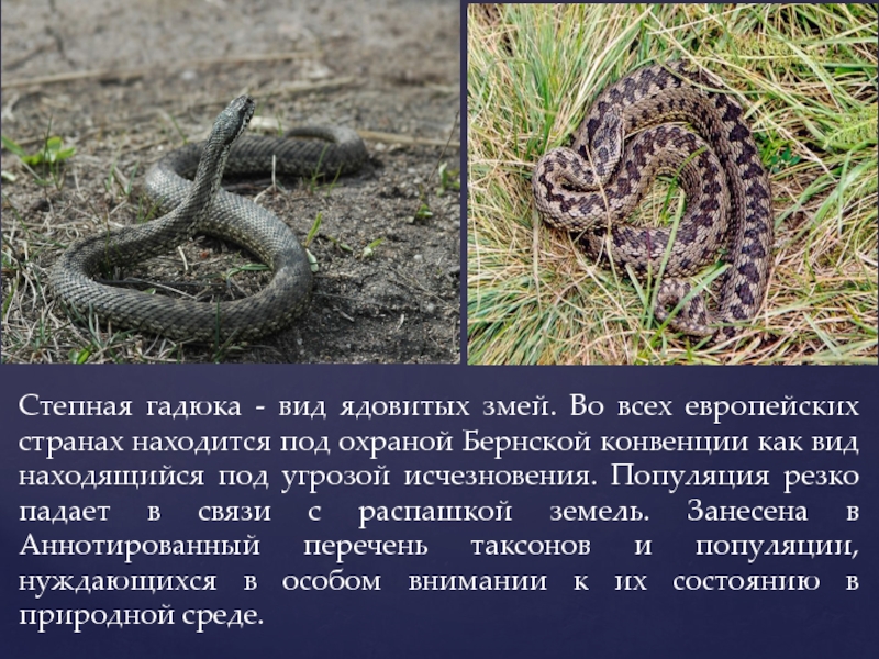 Реферат: Животный мир Донбасса