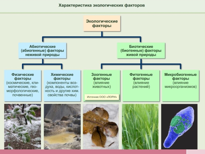 Экология биология 9 класс презентация