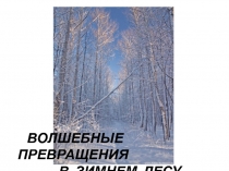 Презентация по окружающему миру на тему:Волшебные превращения в зимнем лесу