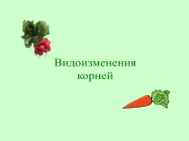 Презентация по биологии Видоизменения корней 6 класс