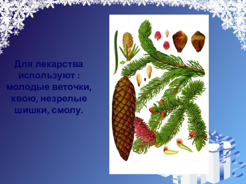 Ель 4 класс. Елочка 4 класс презентация. Презентация Новогодняя елка 4 класс. Шишки задания новый год. Кратко о еловой веточке.