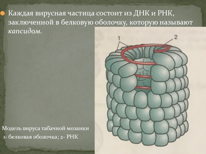 Вирусы неклеточная форма жизни проект