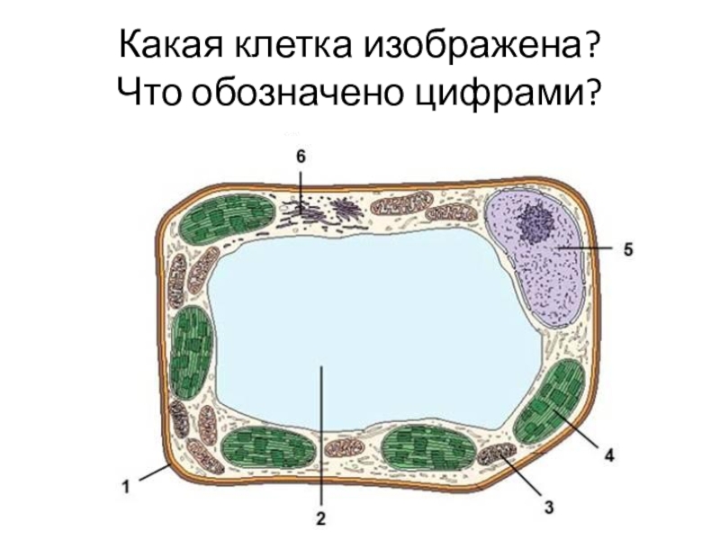 Рассмотрите клетку изображенную на рисунке и укажите какой цифрой обозначена вакуоль