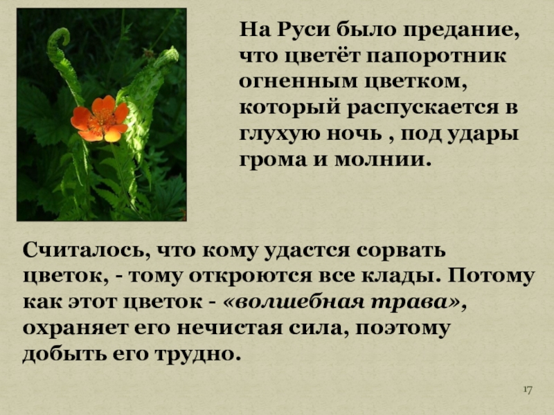 На Руси было предание, что цветёт папоротникогненным цветком, который распускается в глухую ночь , под удары грома