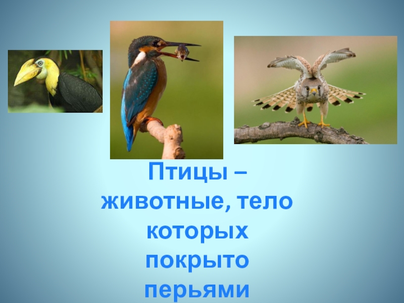 Кто такие птицы 1 класс окружающий. Животные тело которых покрыто перьями. Птицы тело которых покрыто перьями. Птица это животное у которого тело покрыто. Животные которые покрыты перьями.