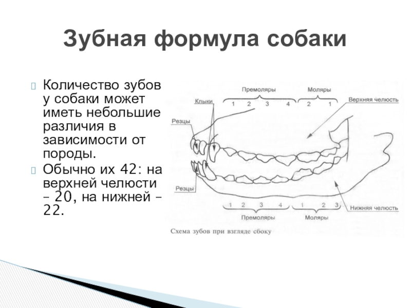 Название зубов у собаки схема