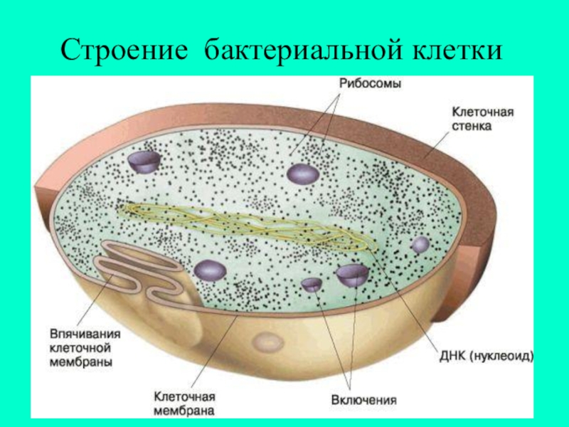 Бактерия прокариот строение