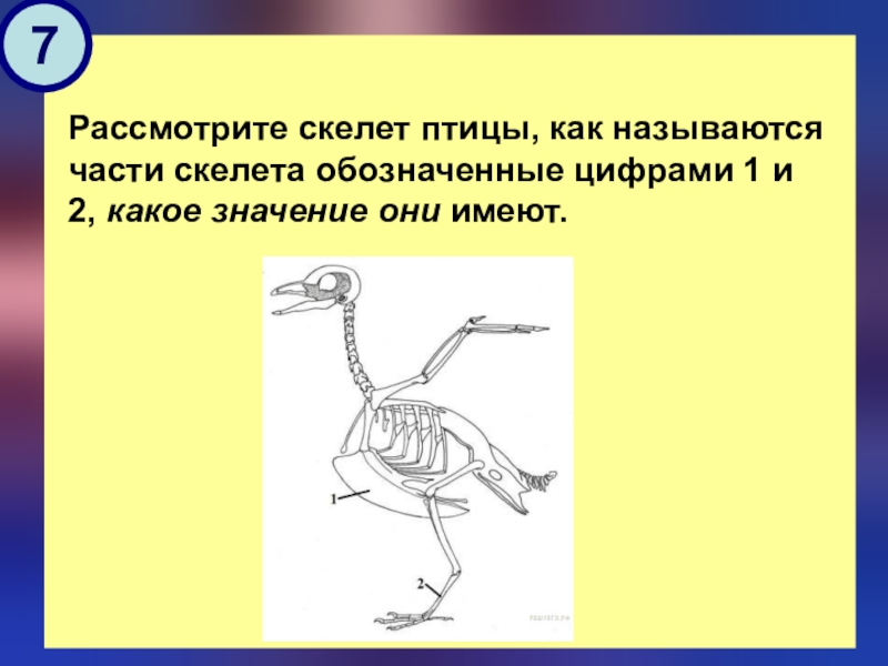 Рассмотрите рисунок напишите названия костей скелета птицы обозначенных цифрами