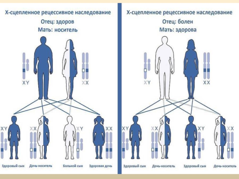 Наследование организма. Наследование сцепленное с полом генетическая схема. Гемофилия у человека наследуется. Наследование болезни гемофилия дальтонизм. Схема наследования гемофилии и дальтонизма.