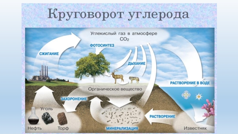 Круговорот углерода в природе презентация по биологии