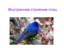 Внутреннее строение птиц