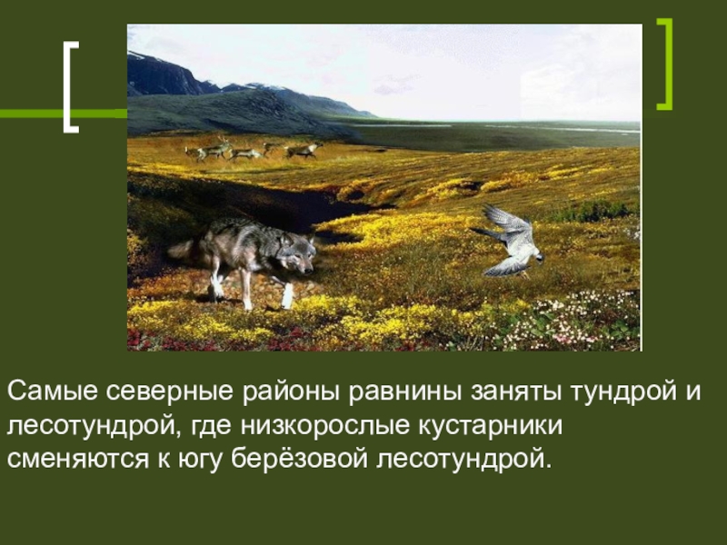 Тундры занимают территории. Лесотундра равнина. Природная зона тундра и лесотундра. Лесотундра презентация. Зона которую занимает тундра.