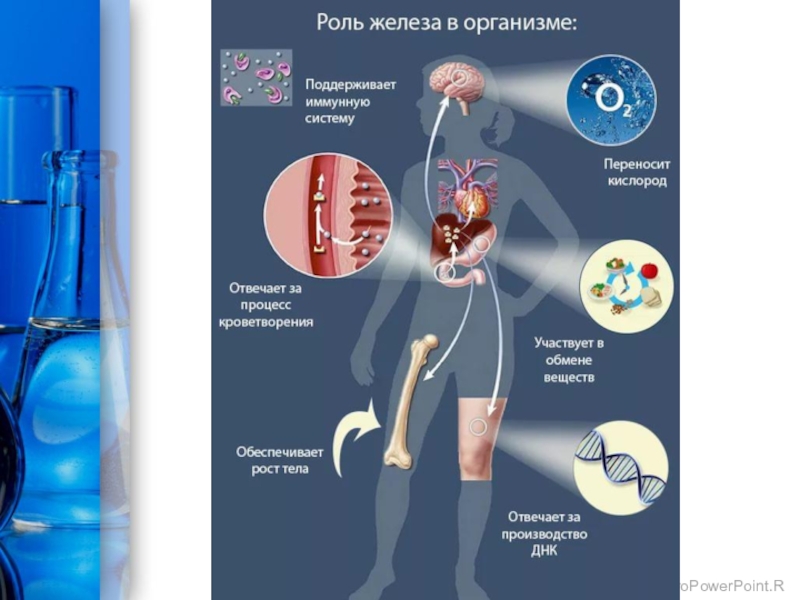 Влияние железа на организм человека проект