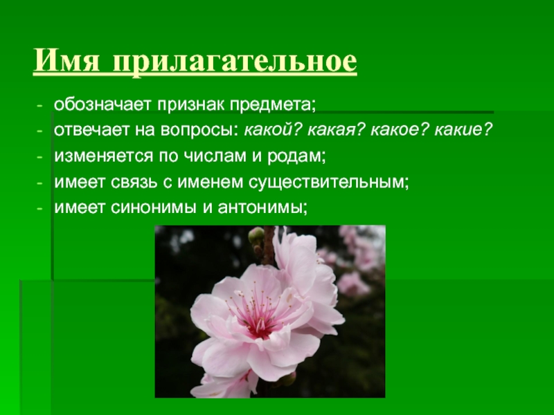 Цветке какой вопрос. Прилагательное в названии растений. Имена прилагательные в названиях растений. Цветок прилагательные. Имена прилагательные про цветы.