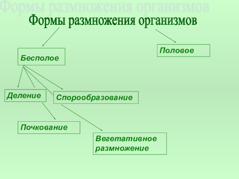 Формы размножения. Формы размножения организмов. Половое и бесполое размножение. Формы бесполого размножения. Половые формы размножения.