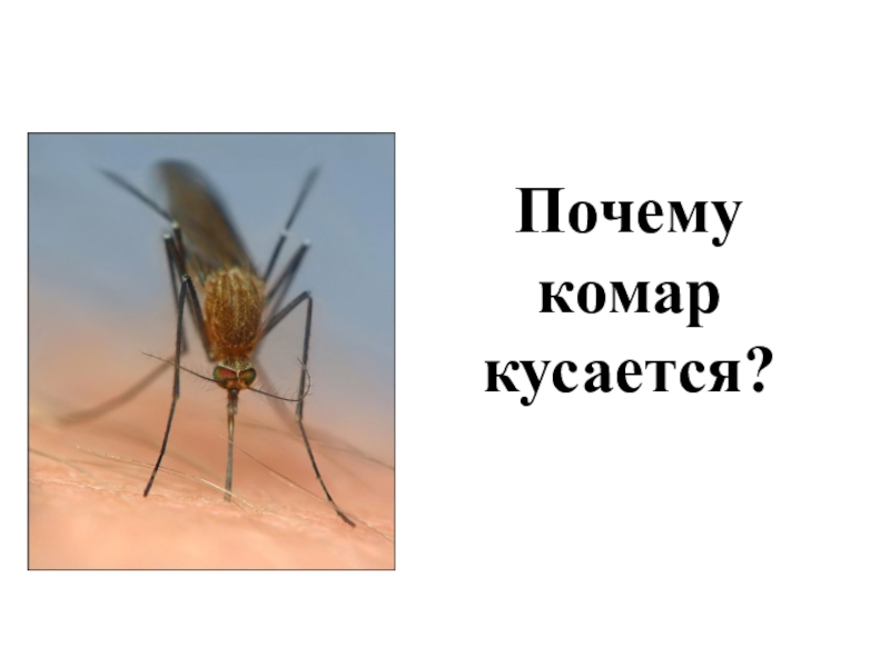 Презентация Почему комар кусается