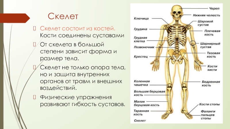 Внутренний скелет состоит из. Название костей скелета туловища. Строение кости человека с названием костей.