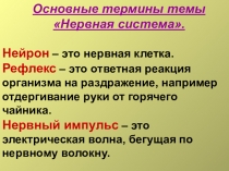 Презентация по биологии в 8 классе на тему: Головной мозг