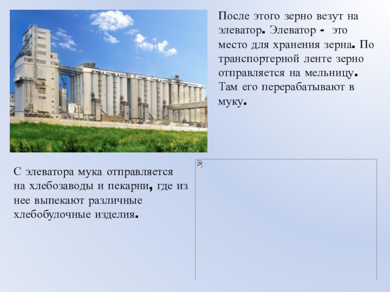 После этого зерно везут на элеватор. Элеватор - это место для хранения зерна. По транспортерной ленте зерно