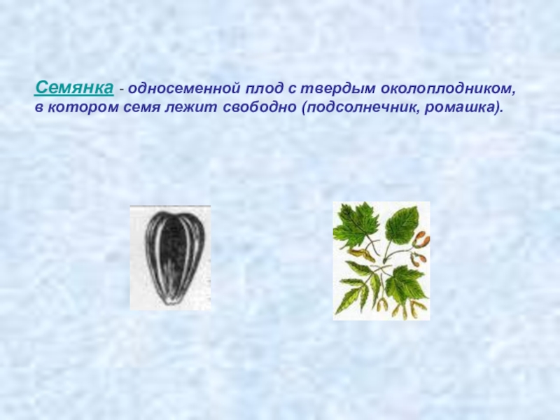 Плод семянка. Околоплодник семянки. Герань плод семянка. Семянка семейство. Признаки плод семянки у семейства.