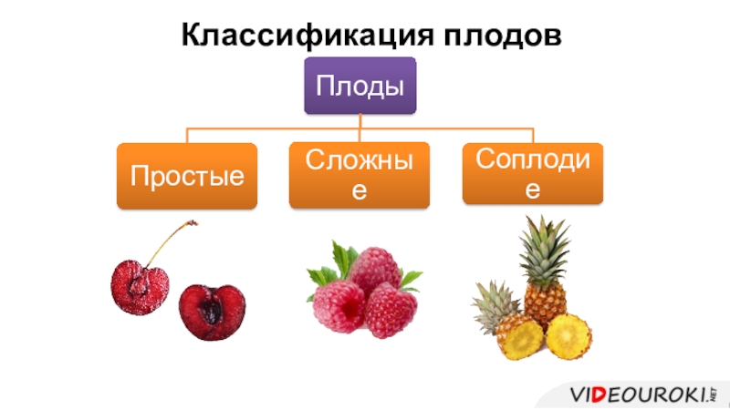 Схема классификации плодов